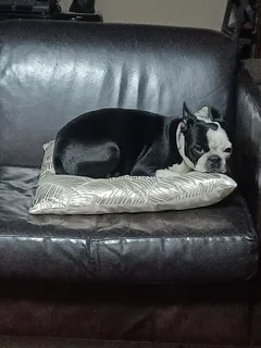 Frenchton puppies for sale