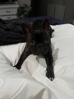 Frenchton puppies for sale