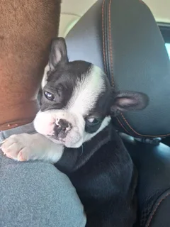 Frenchton puppies for sale (Not bostons)