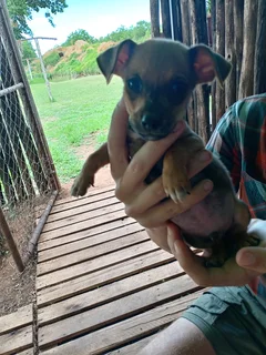 Jackrussel/Dachshund Breed Puppies