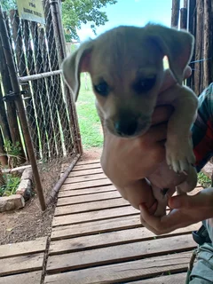 Jackrussel/Dachshund Breed Puppies