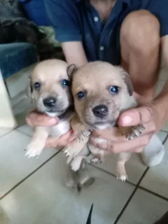 Dachshund Jackrussel Breed Puppies