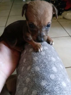 Dachshund Jackrussel Breed Puppies