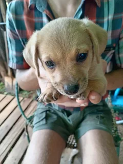 Dachshund Jackrussel Breed Puppies