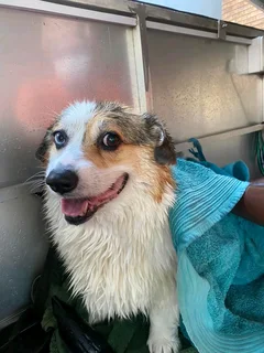 Mobile Doggy Parlour for sale