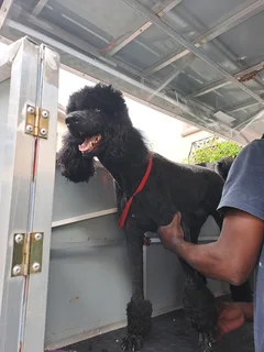 Mobile Doggy Parlour for sale