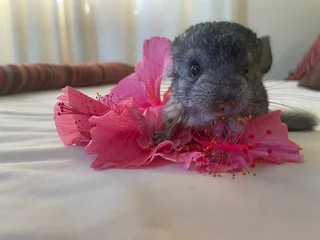 Chinchilla boy