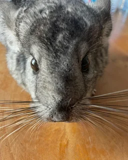 Chinchilla boy
