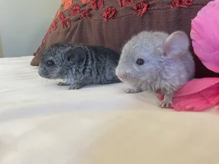 Chinchilla boy