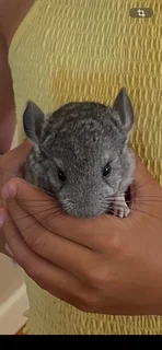 Chinchilla boy