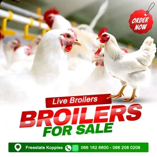 Chickens for sale