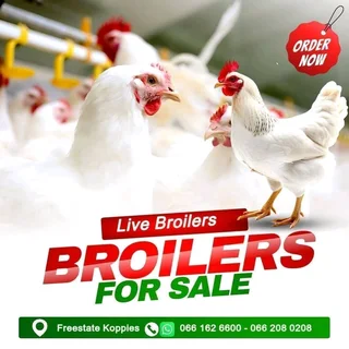 Broiler Chickens