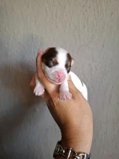 Male and female yorkies
