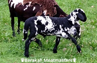Dorrland Meatmaster ewe & lamb