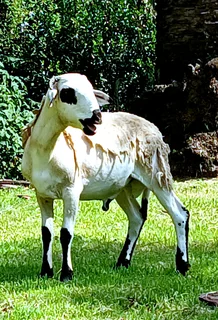 Meatmaster young Ram