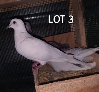 JOBS - Cleaner part-time