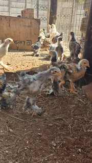 4 week old Brahma chicks30 available @ R150