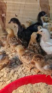 30 Rhodes Island red Chicks 4 weeks oldVaccinated R40 each or R1100