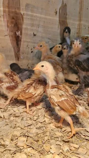 30 Rhodes Island red Chicks 4 weeks oldVaccinated R40 each or R1100