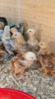 30 Rhodes Island red Chicks 4 weeks oldVaccinated R40 each or R1100