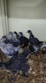 Brahmas - 9 x Blue Brahma chicks R1100 for all4 weeks old