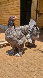 Brahmas - 9 x Blue Brahma chicks R1100 for all4 weeks old