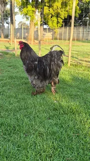 Brahmas - 9 x Blue Brahma chicks R1100 for all4 weeks old