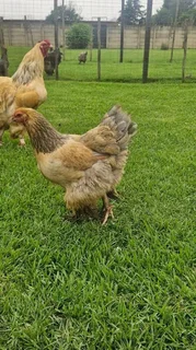 Brahma breeding Stock