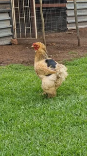 Brahma breeding Stock