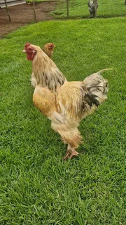 Brahma breeding Stock