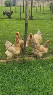 Brahma breeding Stock