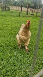 Brahma breeding Stock