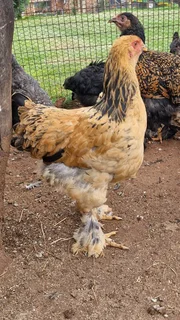 Brahmas for Sale Buff brahma paar3 months oldTessa 076 038 1312