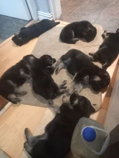 German Shepard Puppies