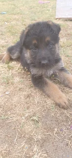 German Shepard Puppies