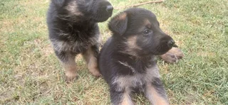 German Shepard Puppies