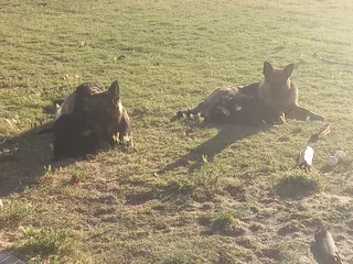 German Shepard Puppies