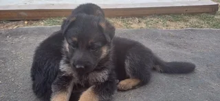 German Shepard Puppies