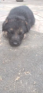 German Shepard Puppies