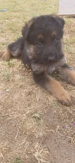 German Shepard Puppies