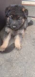 German Shepard Puppies