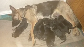 German Shepard Puppies