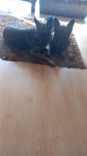 German Shepherd Puppies