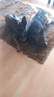 German Shepherd Puppies