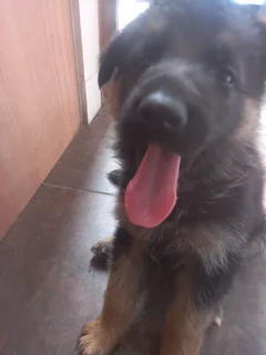 German Shepherd Puppies