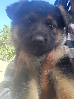 German Shepherd Puppies