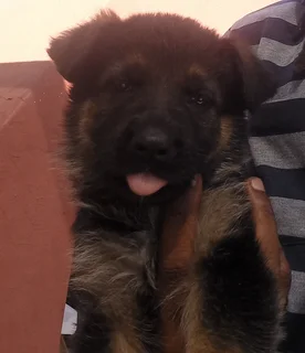 German Shepherd Puppies