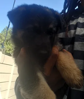 German Shepherd Puppies