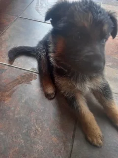 German Shepherd Puppies