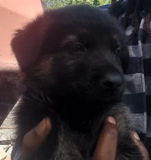 German Shepherd Puppies